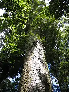 Kauri-Baum, Waipoua Forest Park (Neuseeland, Nordinsel)