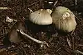 Runzeliger Ackerling Agrocybe rivulosa