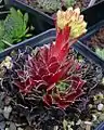 Sempervivum heuffelii 'Aiolos', mit Knospen am Blütenstand,