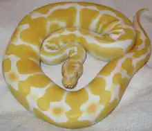 Albino Ball Python