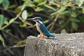 Eisvogel (Alcedo atthis)