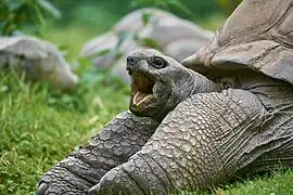 Aldabra-Riesenschildkröte