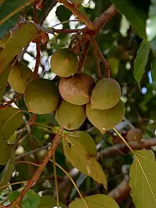 Lichtnussbaum in Südzentraltimor