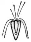 P. tetrarhynchusNordisk familjebok