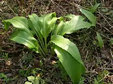 Pflanze vor der Blüte