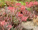 Aloe mitriformis