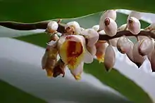 Alpinia zerumbet