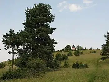 Am Alten Berg bei Böttingen zeigt sich die typische Heidelandschaft der Schwäbischen Alb.