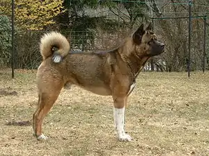 Amerikanischer Akita