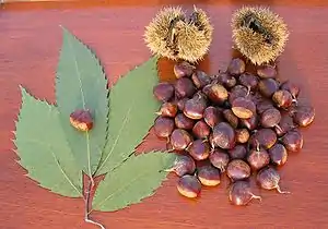 Amerikanische Kastanie und Chinkapin, Chinquapin (Castanea pumila, Castanea ozarkensis)