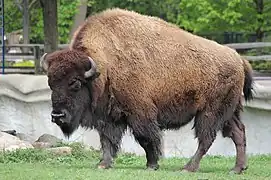 Amerikanischer Bison (Bos bison)