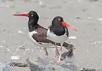 Braunmantel-Austernfischer (Haematopus palliatus)