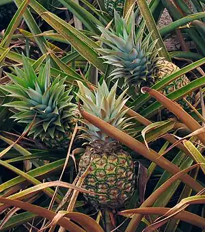 Ananas