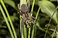 Weibliche Riesenfischerspinne mit erbeuteter Maulwurfsgrille (Gryllotalpidae sp.)