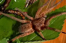 Weibchen der Wasserjagdspinne (Ancylometes bogotensis)