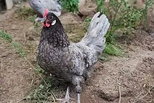 Andalusier (Huhn)