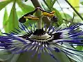 Blaue Passionsblume (Passiflora caerulea), Blüte mit dem Androgynophor