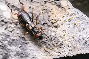 Der Zweipunkt-Ohrwurm (Anechura bipunctata) ist nur noch in den Alpen und wenigen Mittelgebirgen zu finden. Im Bild ein Männchen.