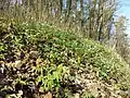 Habitat in Niederösterreich (gemeinsam mit Anemone ranunculoides)