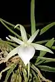 Angraecum elephantinum