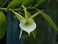 Angraecum infundibulare