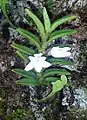 Angraecum pectinatum