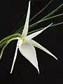 Angraecum popowii