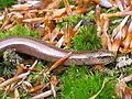 Blindschleiche(Anguis fragilis)