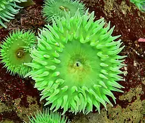 Grüne Riesenanemone (Anthopleura xanthogrammica)