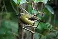 Bellbird auf Tiritiri Matangi Island