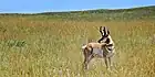 Pronghorn an der Wildlife Loop Road