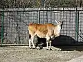 Gewöhnliche Elenantilope im Tiergarten Zagreb