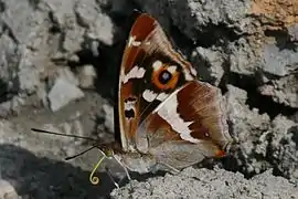 Apatura iris