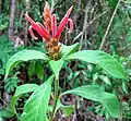 Aphelandra scabra