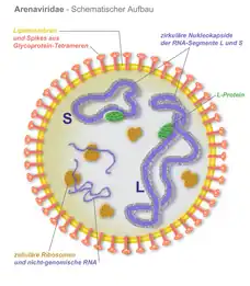 Schema der Struktur von Arenaviridae