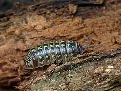 Armadillidium pictum