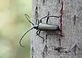 Das Weibchen legt nach längerer Suche am Abend eines sonnigen, heißen Tages ein Ei in den Riss der Borke einer Salweide (Salix caprea). Dieser Ast in 5 Metern Höhe hat einen Durchmesser von 15 cm.