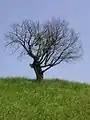 Baum auf der Alpe Agra