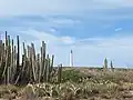 California Lighthouse