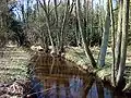 Die Aschau kurz vor Eschede im Erlenbruchwald