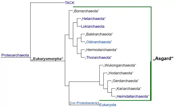 Ungefähre phylogenetische Beziehungen der Mitglieder der Asgard-Archaeengruppe nach Eme (2017), Williams (2019), Liu (2020) et al. Nach Caceres (2019) sollten sich noch die Idunnarchaeota zur Klade aus Heimdall- und Kariarchaeota hinzugesellen.