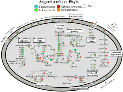 Stoffwechselwege der Asgard-Archaeen für einige der Phyla