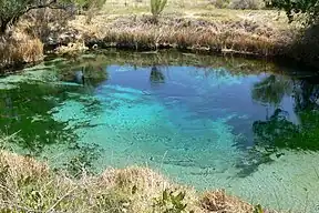 Crystal Spring, eine von vielen Quellen in Ash Meadows