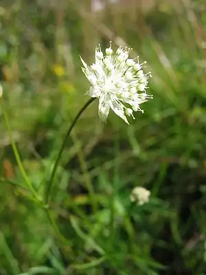 Kleine Sterndolde (Astrantia minor), Blüte