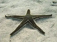 Astropecten bispinosus