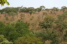 Baumsavannen der Atakora-Kette im Réserve partielle de la Kourtiagou.