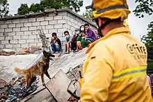 Trümmersuchhund nach dem Erdbeben in Nepal