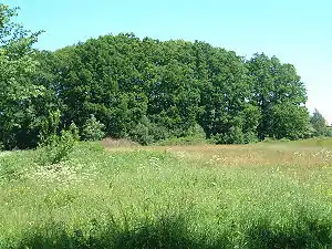 Reste der Turmhügelburg „Bori“ in Bünzen