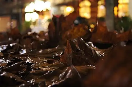 Nasses Herbstlaub in der Stadt