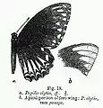 Chilasa clytia aus Bingham (damals Papilio clytia)